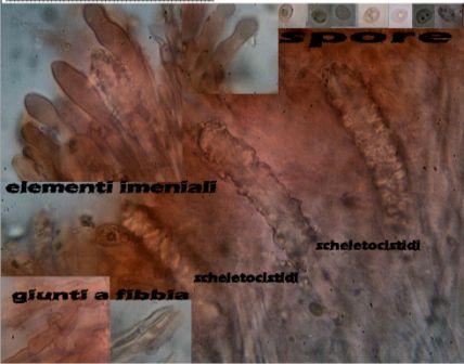 Steccherinum sp.....????? (Steccherinum bourdotii)
